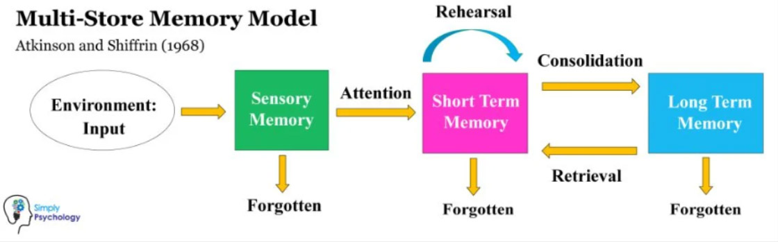 What is Information Processing Theory? Explanation & Examples